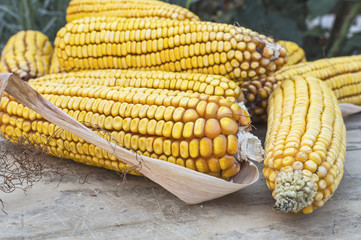 Yellow corn cob on wooden table.