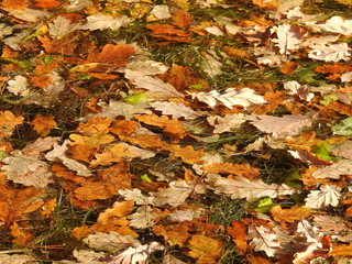 autumn leaves in water