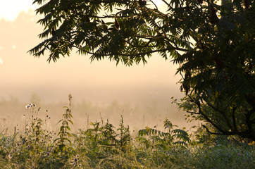 summer end morning light and mist