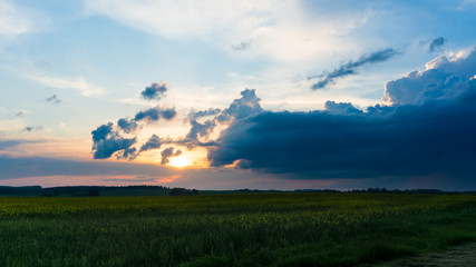 Fototapeta na wymiar Evening countryside landscape with blooming rape