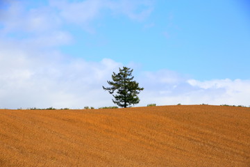 北海道、美瑛の風景