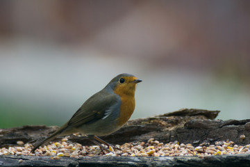 Robin eat to the manger