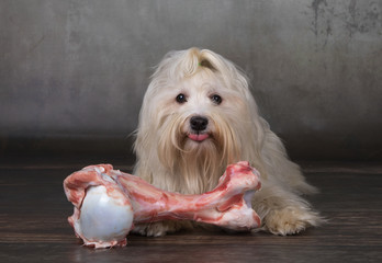 Barf Rohf&uuml;tterung Hund Havaneser