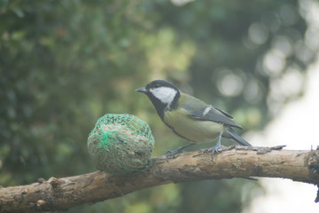 great tit, blue tit eats fat ball at the manger in the branches of trees