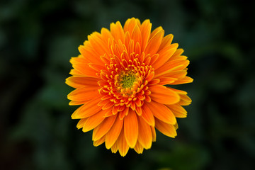 Yellow/Orange Gerbera flower, green background
