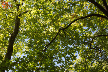 Fall Mountain forest