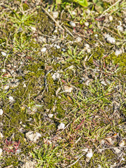 Natural texture of a natural soil