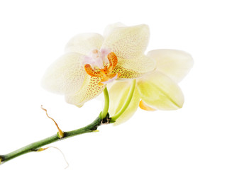 Orchid arrangement centerpiece isolated on white background.
