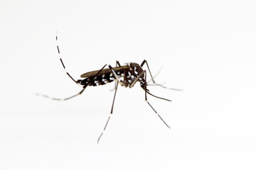 Asian Tiger Mosquito (Aedes albopictus) - obrazy, fototapety, plakaty