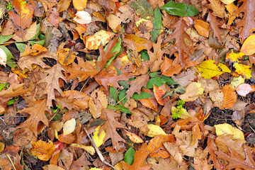 Fototapeta na wymiar Primo piano di Tappeto di foglie - Autunno. Colori autunnali.