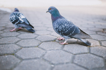 Pigeon walking on a street tile