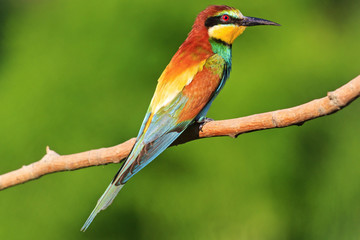 bright colored bird sitting on a branch   green background