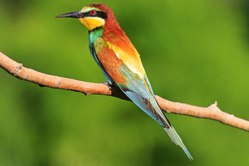 bright colored bird sitting on a branch   green background facing left
