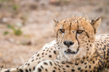 Close up of a starring Cheetah.