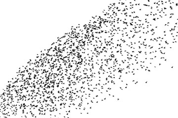 wave of birds flying in the sky