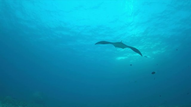 Manta ray swims on a coral reef. 4k footage