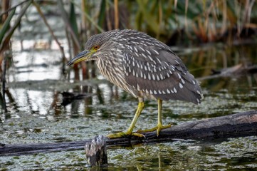 Juvenile black crown night heron waiting for a snack, Quebec, Ca
