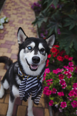 Black and white husky with different eyes, sitting outside in the scarf near beautiful petunia flowers