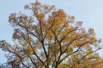 Baumkrone im Herbst