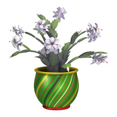 3D Rendering Christmas Cactus or Schlumbergera on White
