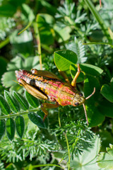 Grasshopper in open air