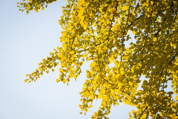 Obraz premium Gingko