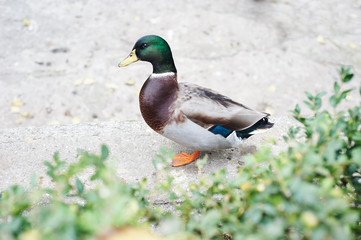 Beautifull colored duck walking on the zoo