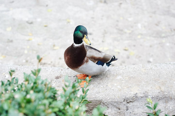 Beautifull colored duck walking on the zoo
