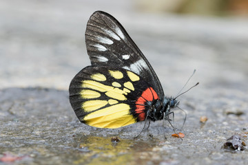 Fototapeta na wymiar Butterfly in Thailand and Southeast Asia.