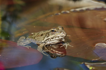 The frog on the Lily pad