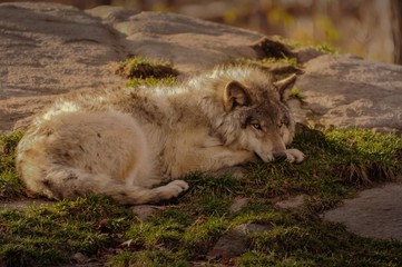 Grey wolf resting in Quebec, Canada.