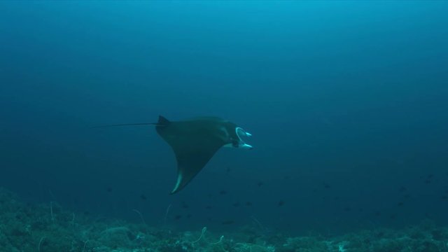 Manta ray swims on a coral reef. 4k footage