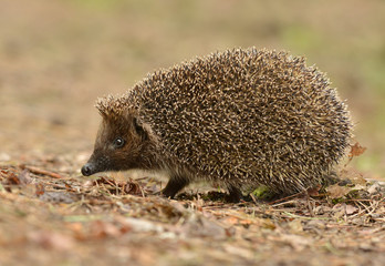 hedgehog