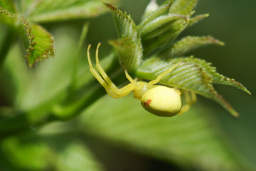 The yellow backed spider (lat. Misumena vatia) on green leaf