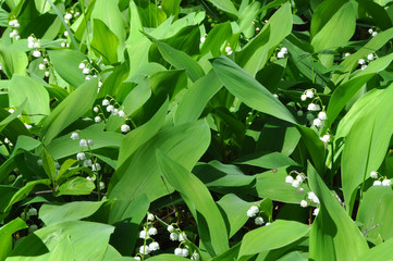 Obraz premium Spring lilies of the valley