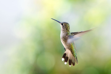 Naklejka na ściany i meble Hummingbird hovering