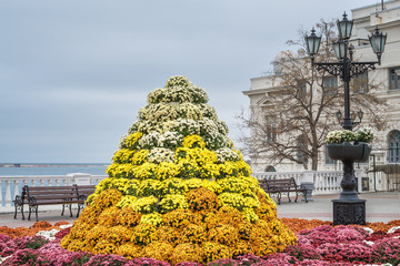 The pyramid of chrysanthemums on the quay in Sevastopol. Crimea