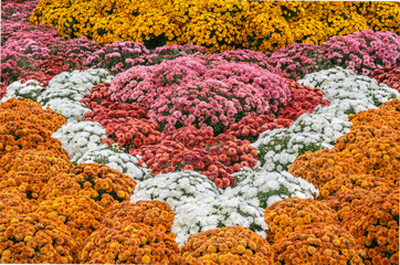 Fototapeta na wymiar Chrysanthemums