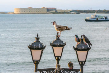 Gull and pigeons on a streetlight at Sevastopol bay, Crimea