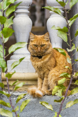 Ginger cat sitting at balusters