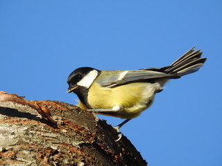 close-up of a great tit