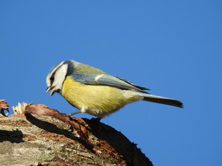 close-up of a blue tit