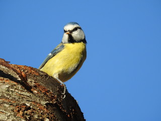 close-up of a blue tit