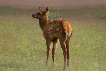 Baby Elk
