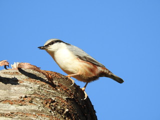  eurasian nuthatch 