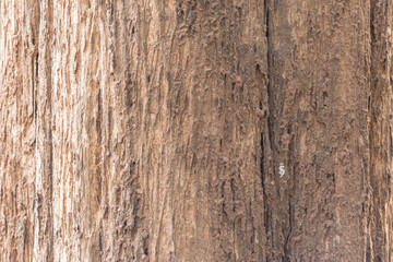 Tree trunk. May use as a background. Closeup