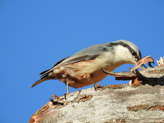  eurasian nuthatch 