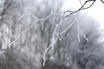 Hoarfrost in frosty day on the twig. Crystals of frost. Place for text. Calendar, a poster, for design. Strong frost.