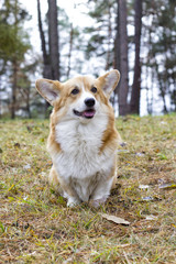 welsh corgi dog outdoors