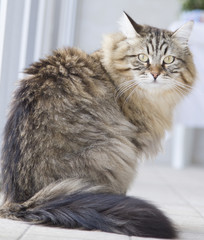 brown cat in the garden